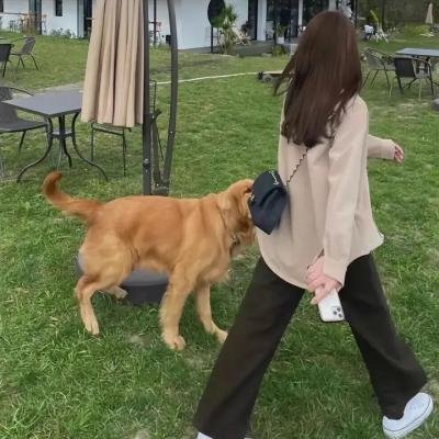 盗影谜情